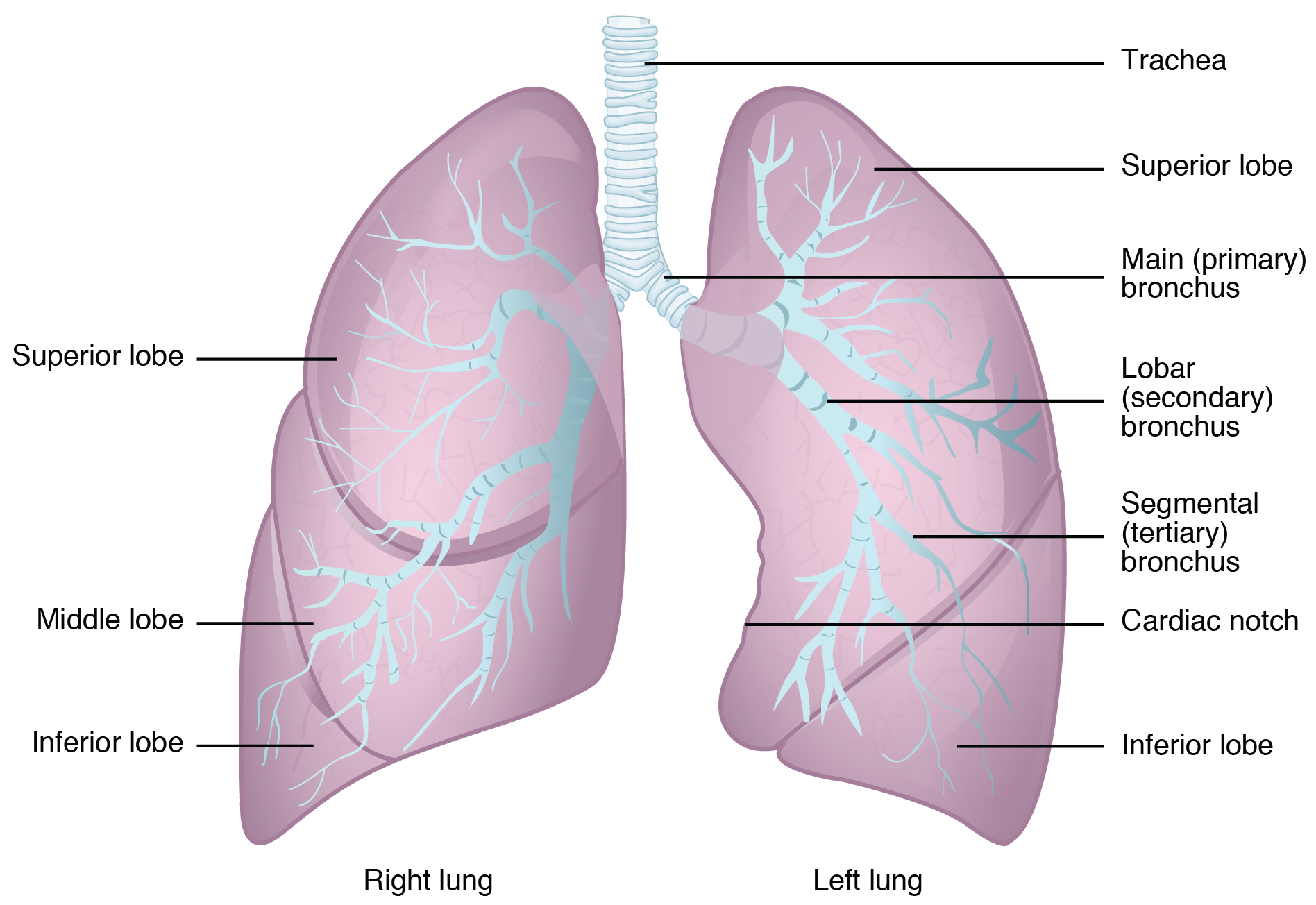 Diagram Of The Lungs With Labels Labeling Of The Lungs Label The Lungs ...