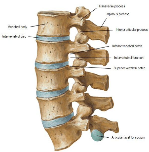 Anterior Cervical Discectomy & Fusion (ACDF): What you need to know ...